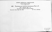Aculeastrum arcticum image